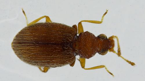 Melanophthalma sp.